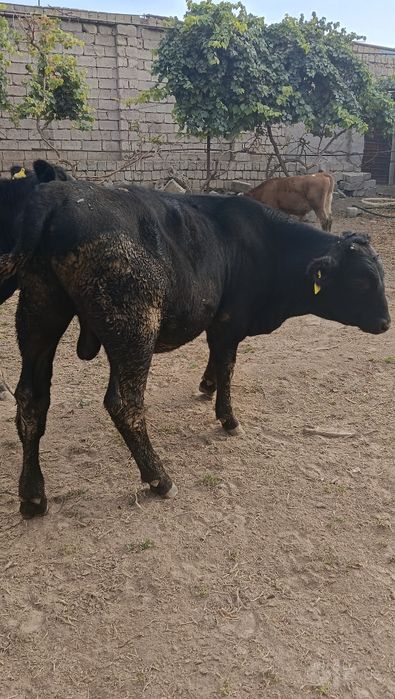 Angus Smental Sharale Sotiladi