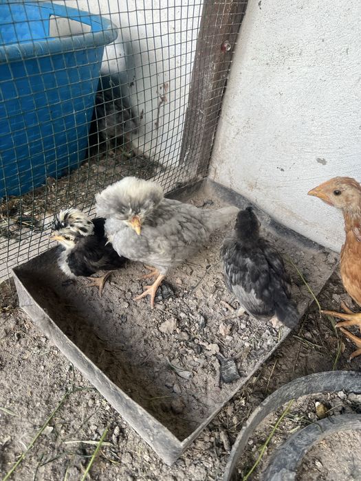 Pui de motata olandeza si boboci de rata indiene