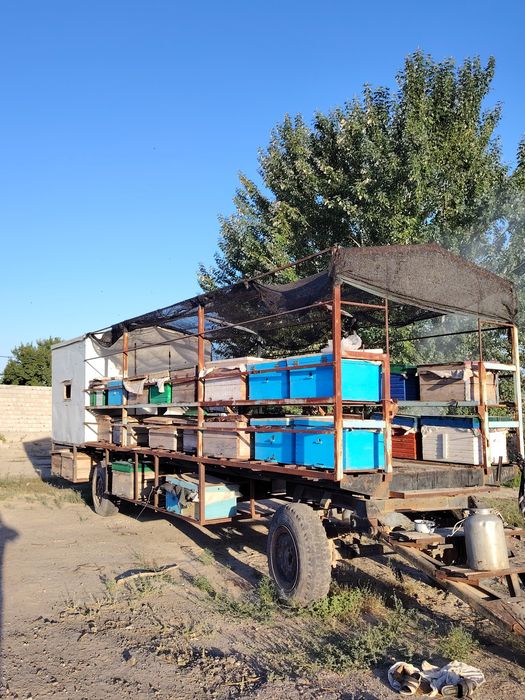 Asal ari sotladi