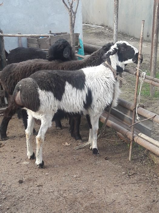 Куй кочкор бор ехсонга акикага