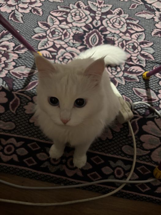 Турецкая ангора в добрые руки