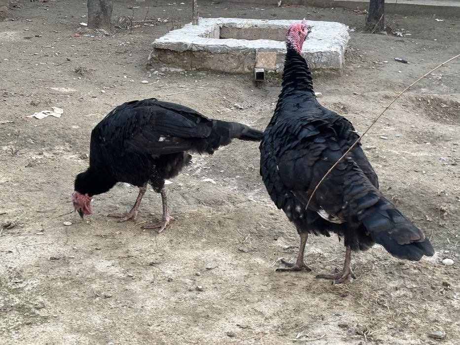 Индюк сатылады семыз