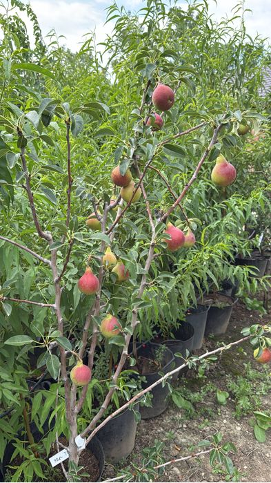 Pomi fructiferi mari !!