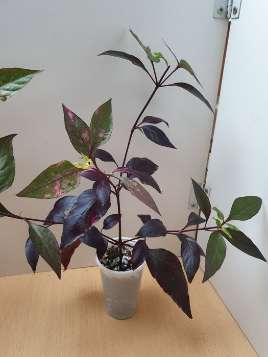 Экзотическое растение Альтернантера