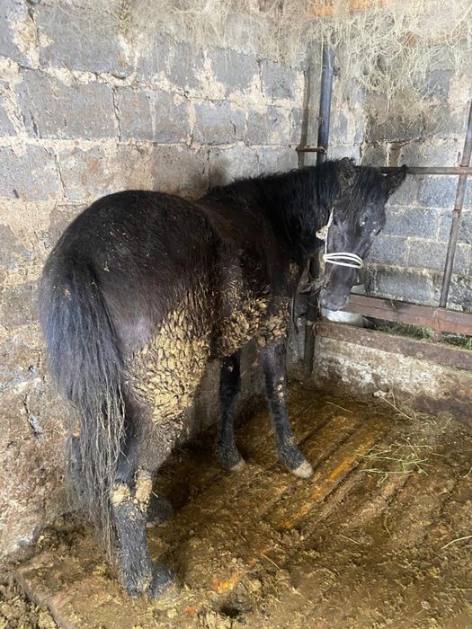 Продам жеребчика на откорме