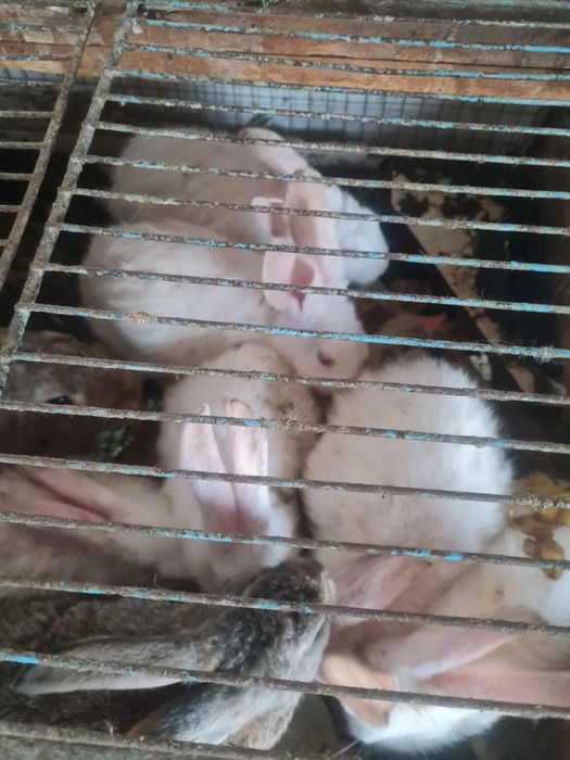 Продаются крольчата недорого.