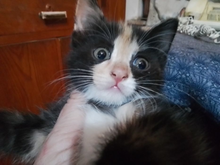 Бесплатно. Отдаю котёнка в добрые руки.