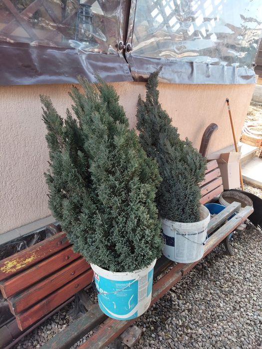 Planta tuia gradina