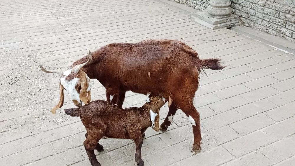 Коза ешкі коза ешкі