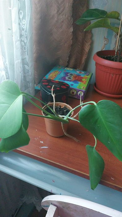 Домашние цветы,для дома,офисов.