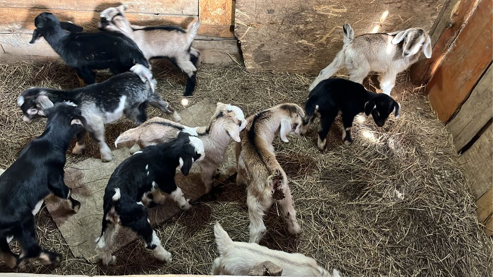 Продам Коз и козлят