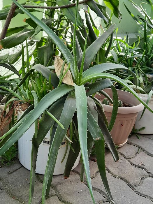 Алоэ лечебные - 5пяти, 7семилетние.