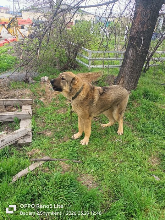Алабай шено на продаже