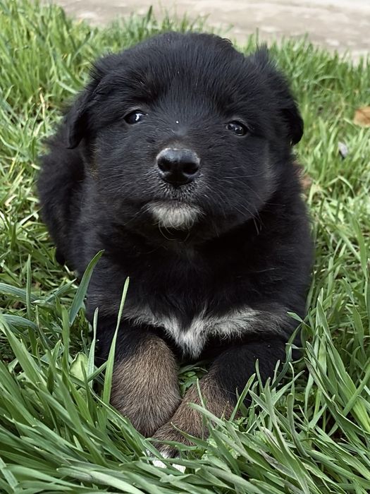 Щенки ищут дом!