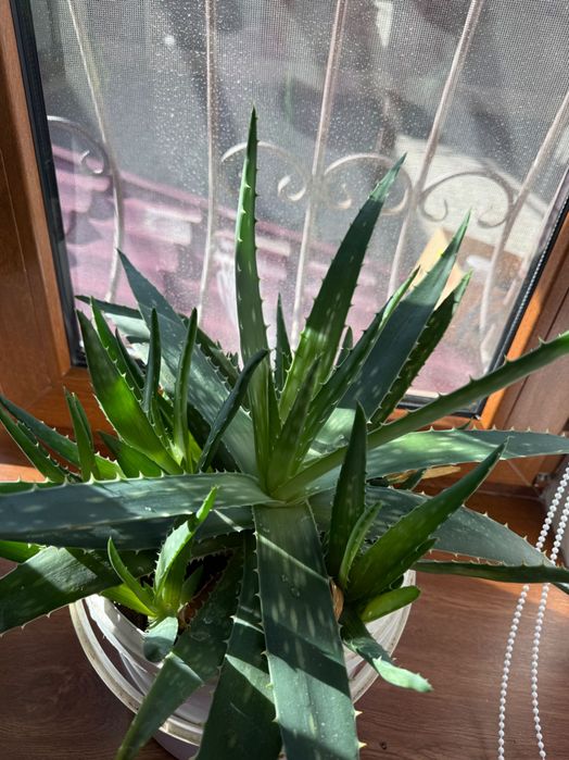 Продаю Алоэ вера