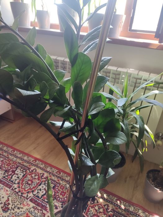 Долларовое дерево.