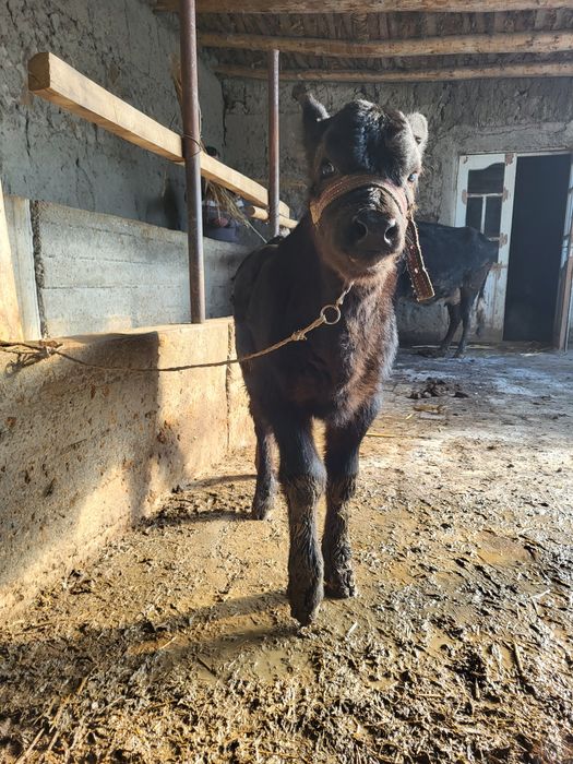 Якинда тукан сигир боласи билан сотилади