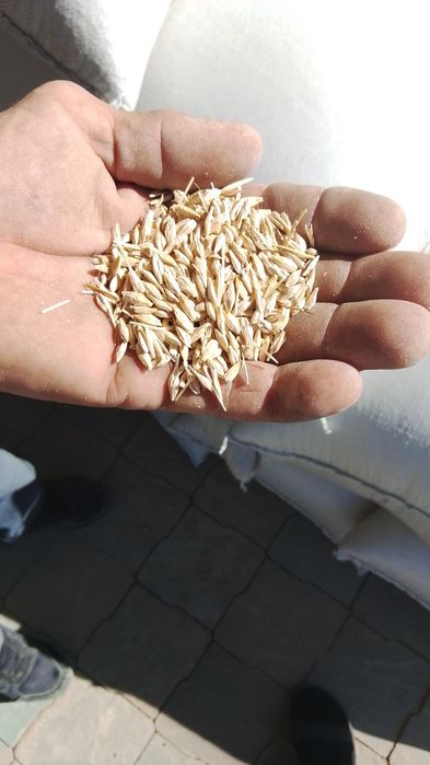 Продам зерно срочно