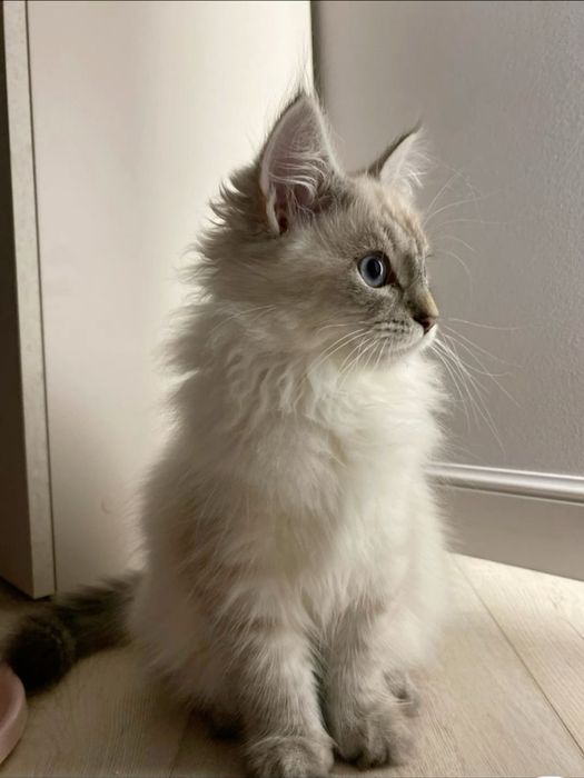 Передержка для кошек