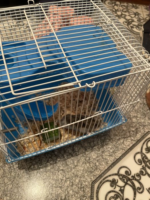 Одам даром джунгарских хомяков