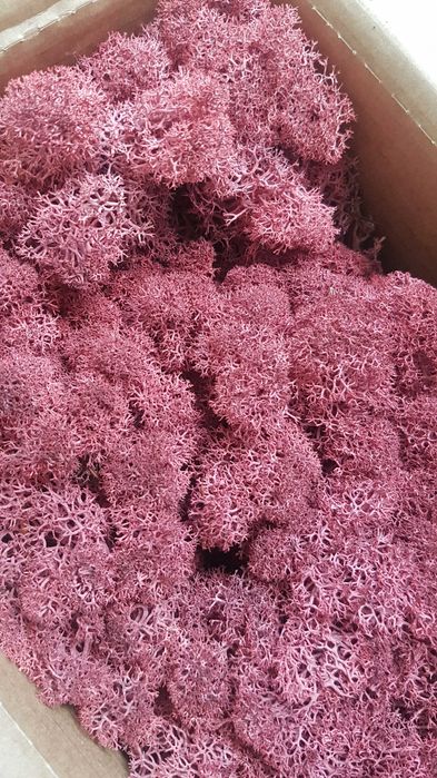 Скандинавски мъх 6 лв. за 100 г.