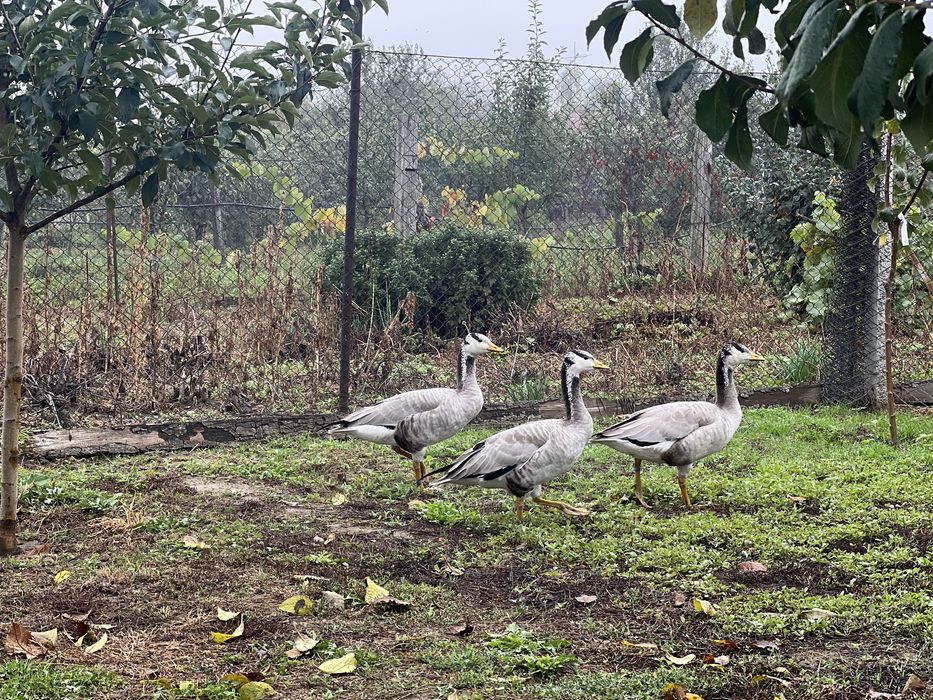 Gasca indiana mascul 2024