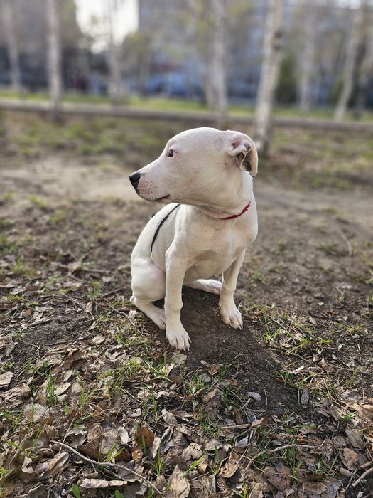 Стафорд / стафордширский терьер