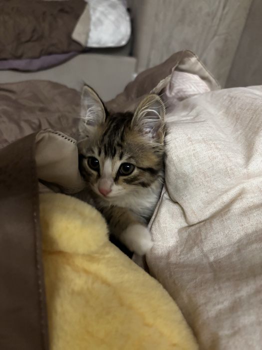 Котенок в добрые руки