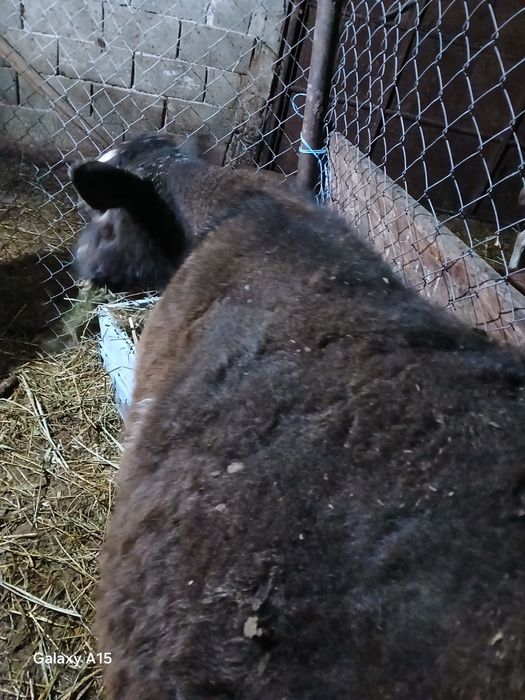 Vand 2 vitei baltati