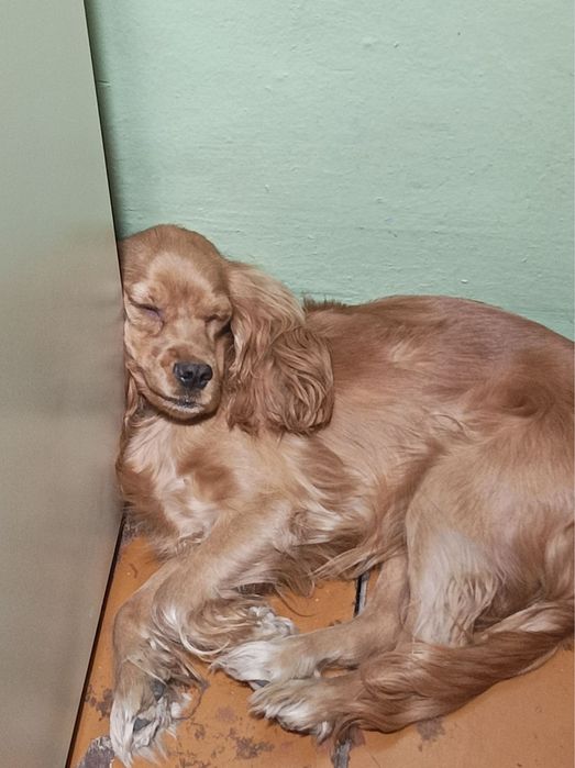 Английский кокер спаниэль продается