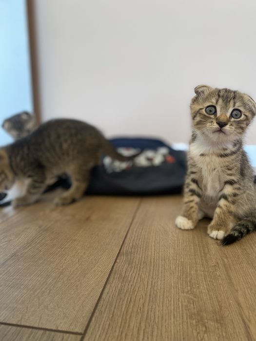 Шотландцы вислоухие котята