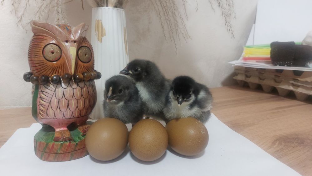 Инкубационное яйцо