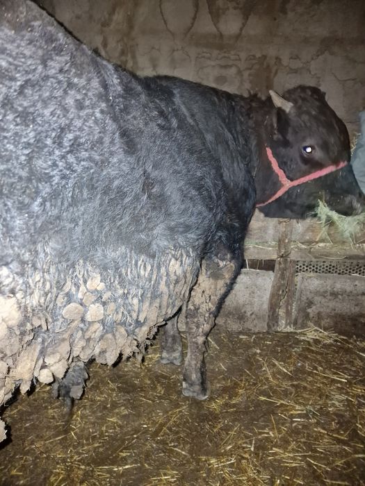 Se vinde vitel de carne !