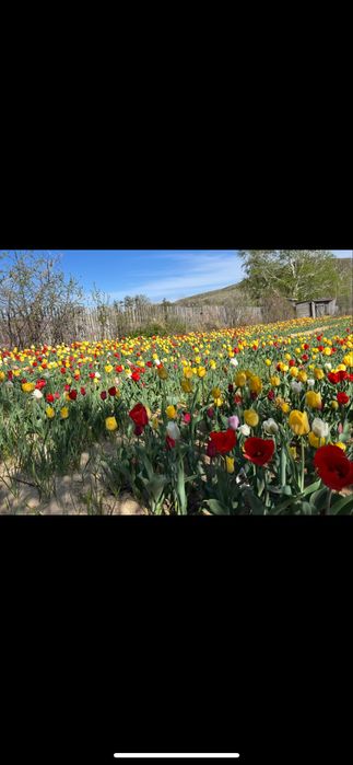 Луковицы тюльпанов