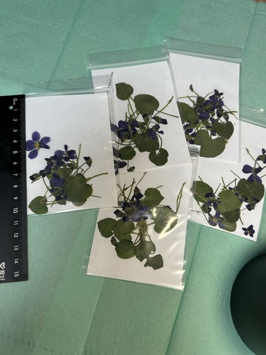 Сухоцветы для рукоделия