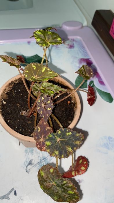 кактусы разные по 500 тенге