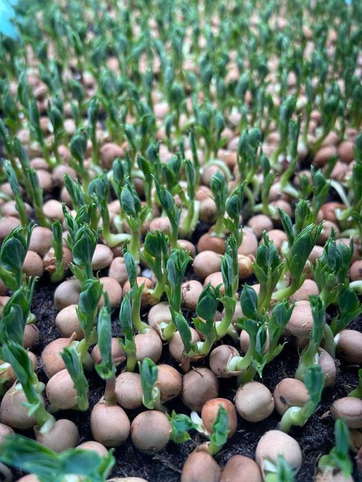 Microplante proaspete (vlăstari) - Livrare gratuita in TG-Mures!