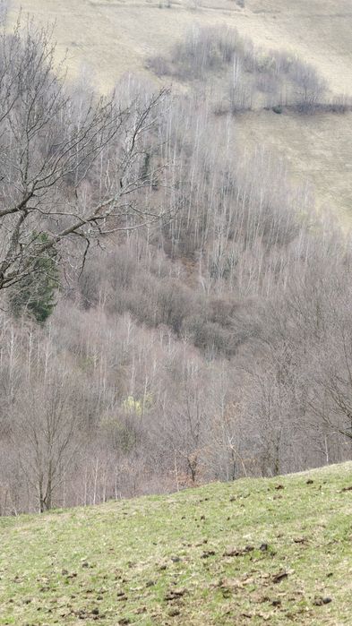 Urzici bio din natură