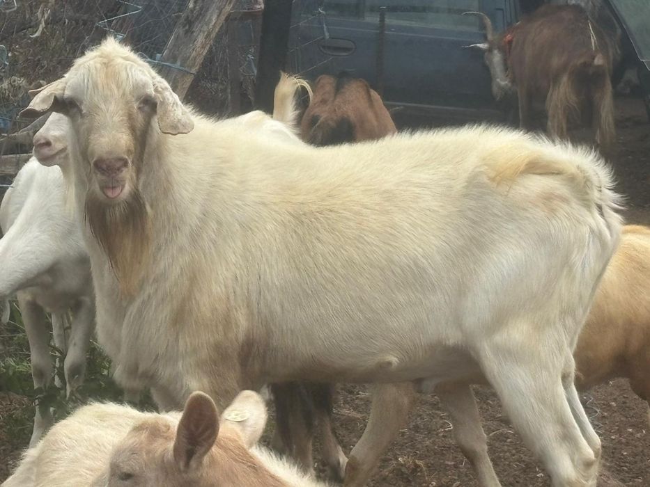 vând țap de rasa tânăr.