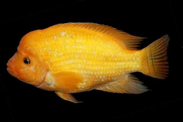 Аквариум  [440л]