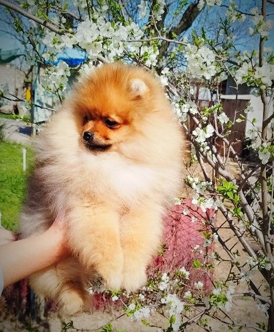 Щенки померанского шпица