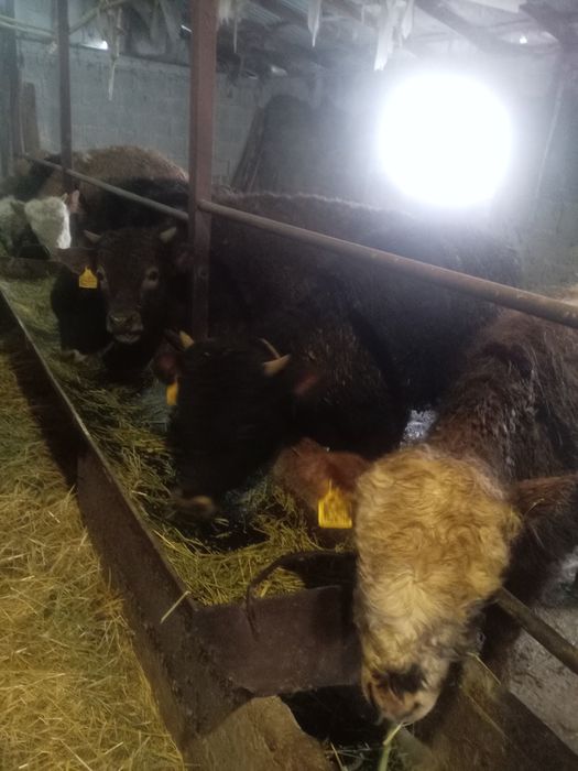 Откормда жемде тұрған букалар сатам