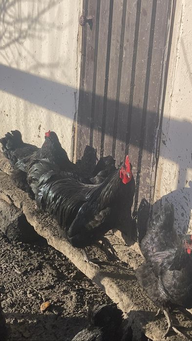 Яйцо икубационные