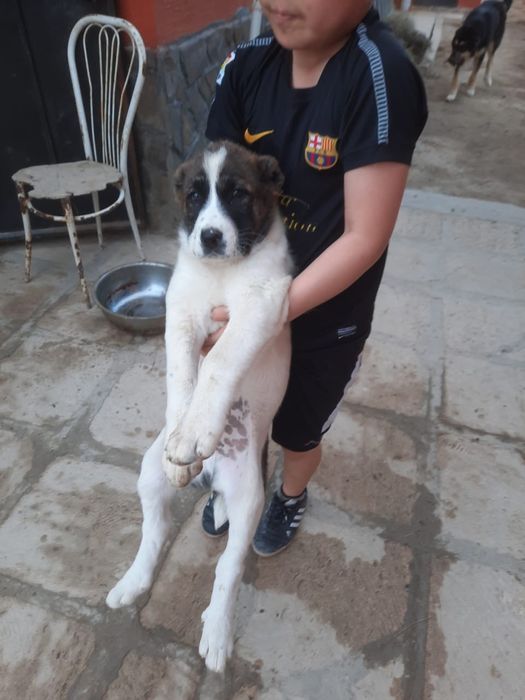 сатлад срочнo