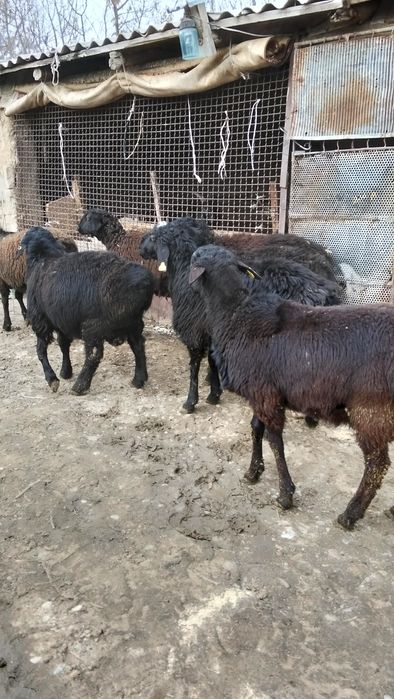 Продам токты кошкар