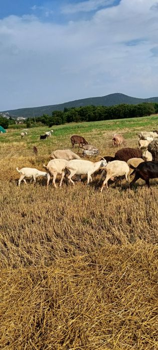Продавам 60бр кози със 15бр ярета цена за всичко 5700евро