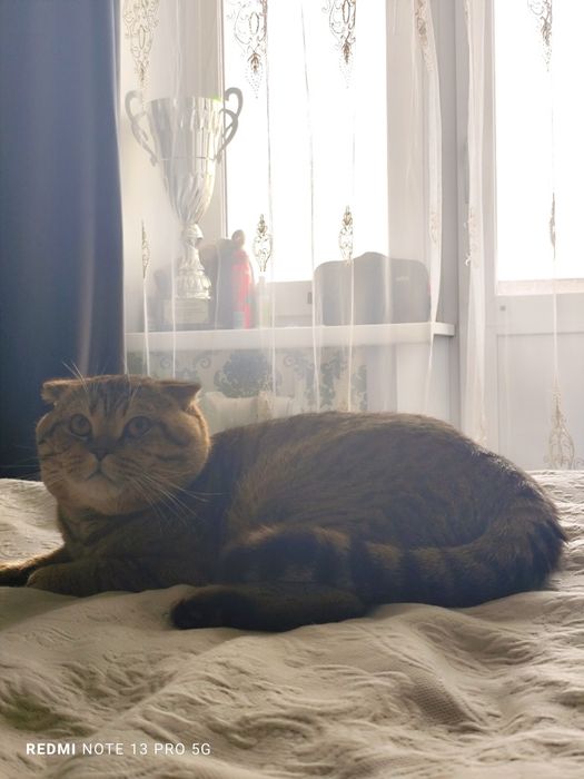 Продам британский кот
