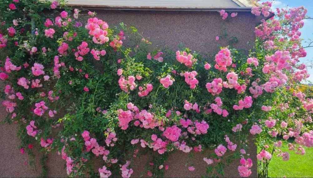 Японска катерлива роза, хортензия, хибискус студоустойчиви