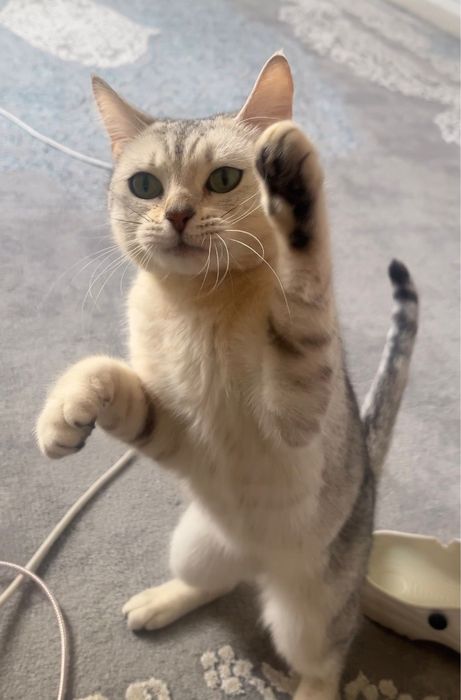 Британская шиншилла