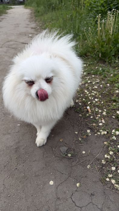 Немецкий шпиц девочка